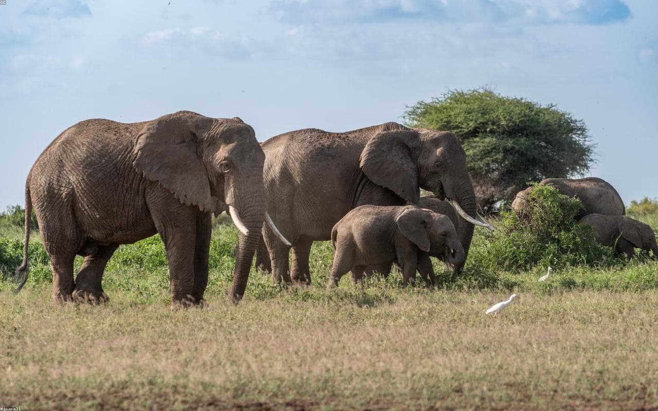 Amboseli Helicopter Safari under Kilimanjaro