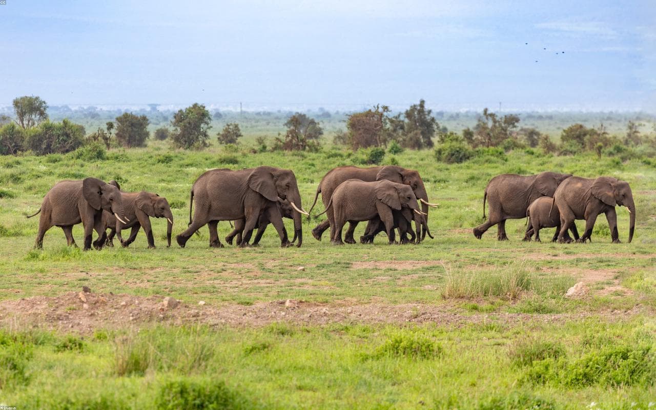 Amboseli Helicopter Safari under Kilimanjaro — view 1