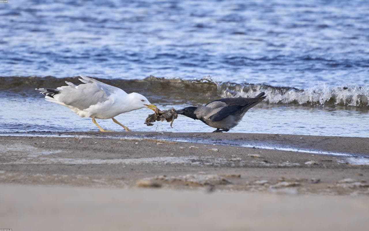 Diani Beach Jet Escape — view 1