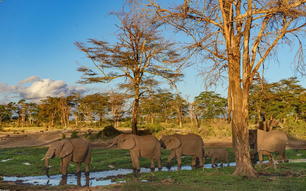 Elephants beneath Kilimanjaro