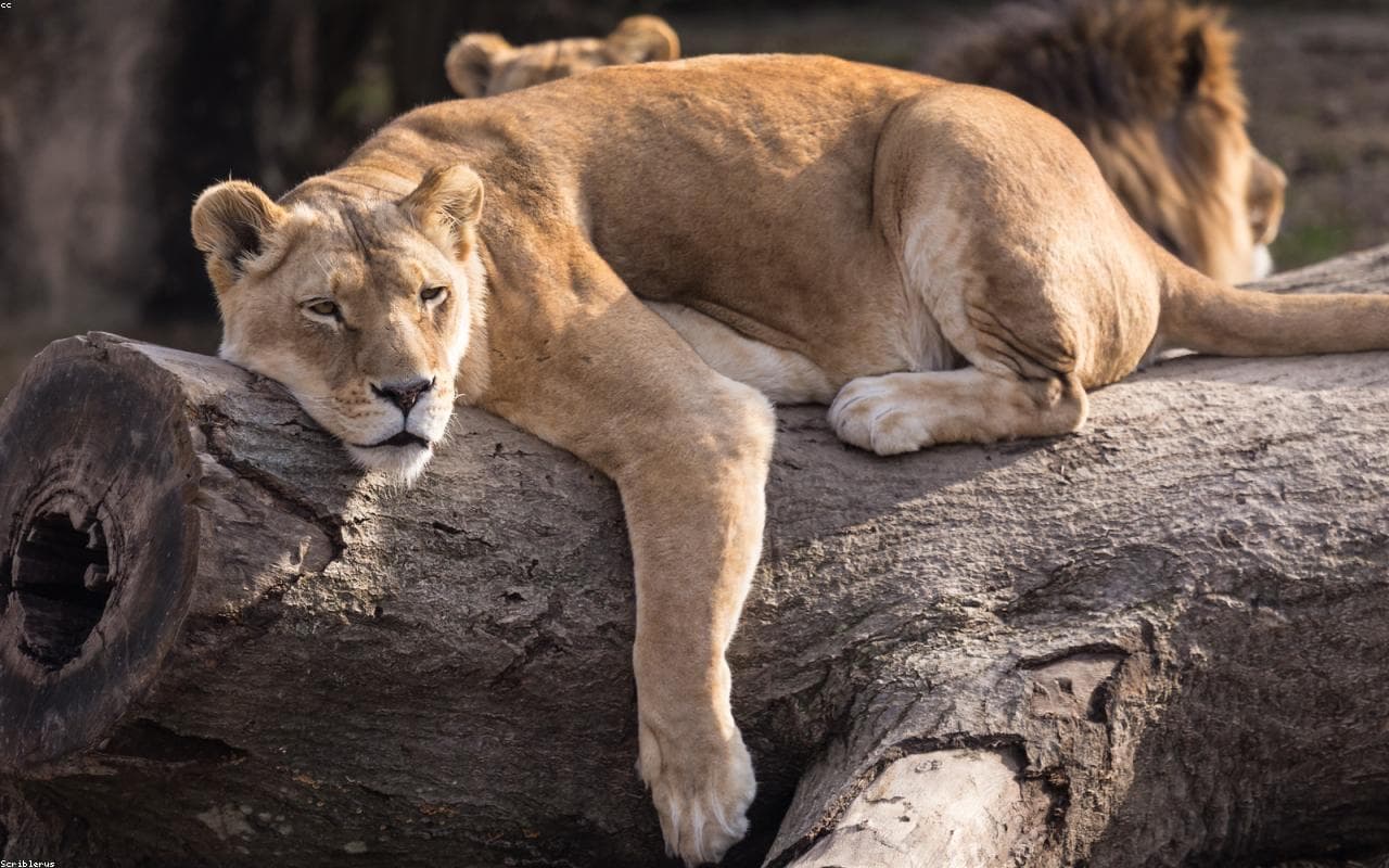 A lioness at golden hour
