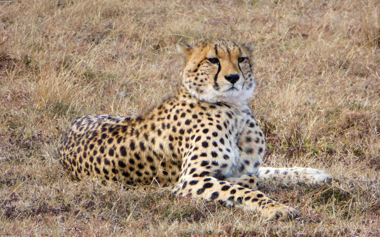 Maasai Mara, Kenya