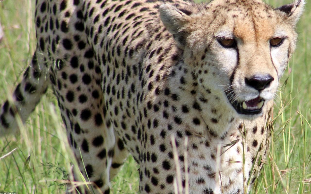 Fly-in Maasai Mara Big Five Safari — view 1