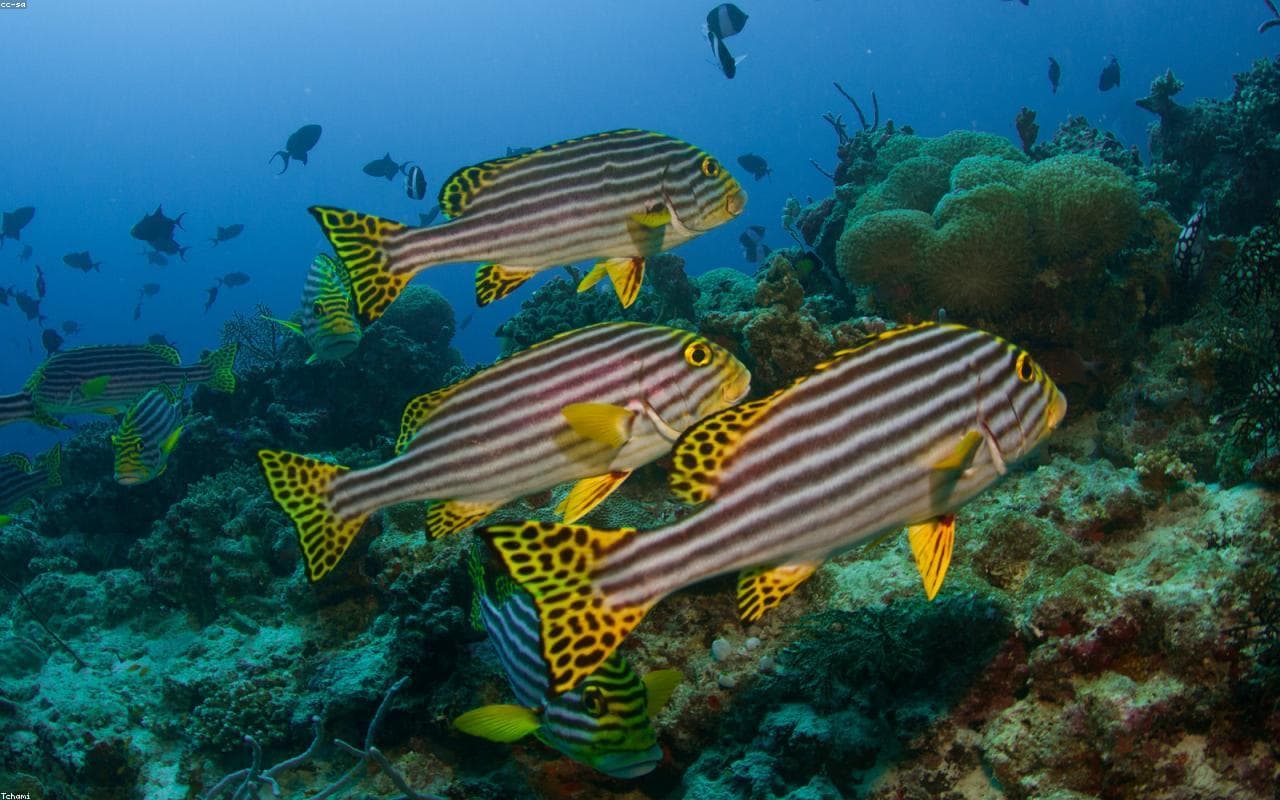 Maldives, Maldives