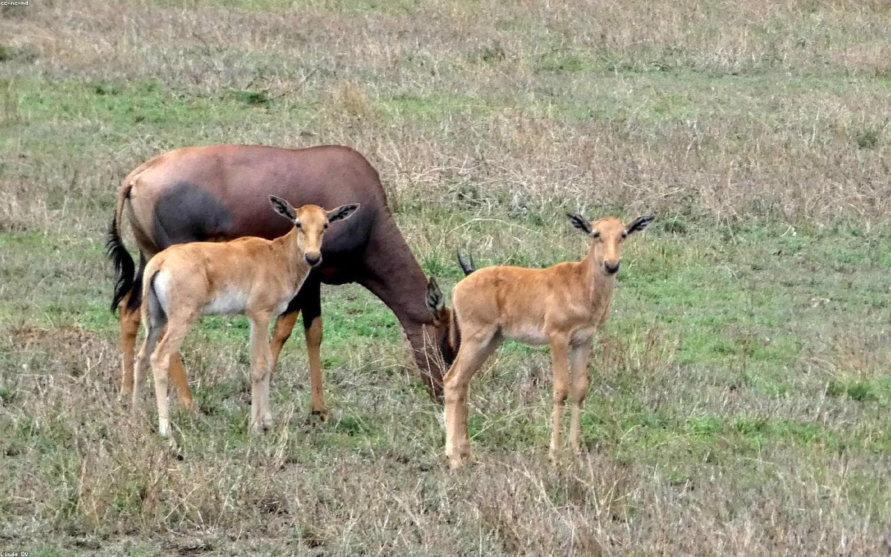 Serengeti, Tanzania