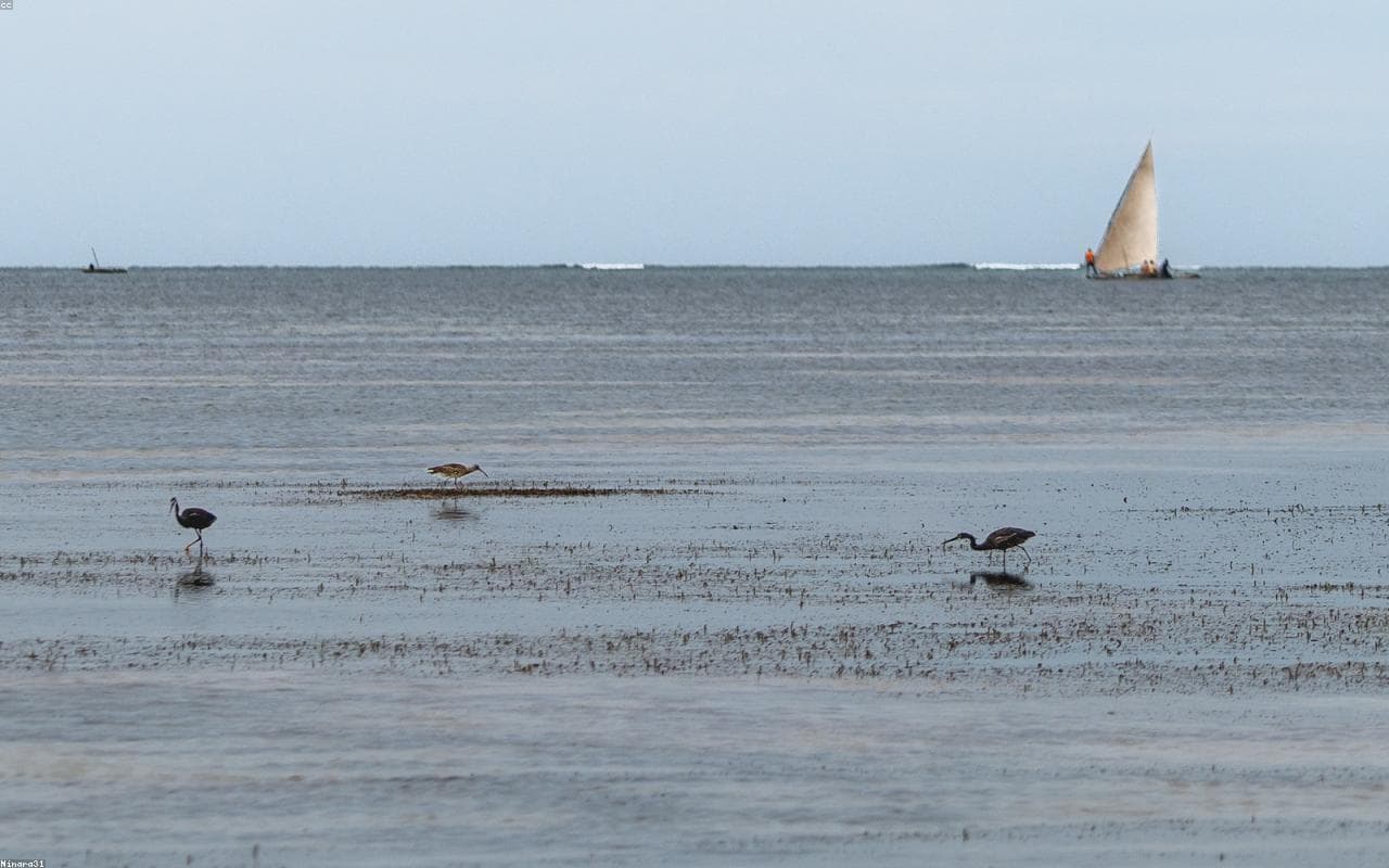 Zanzibar, Tanzania