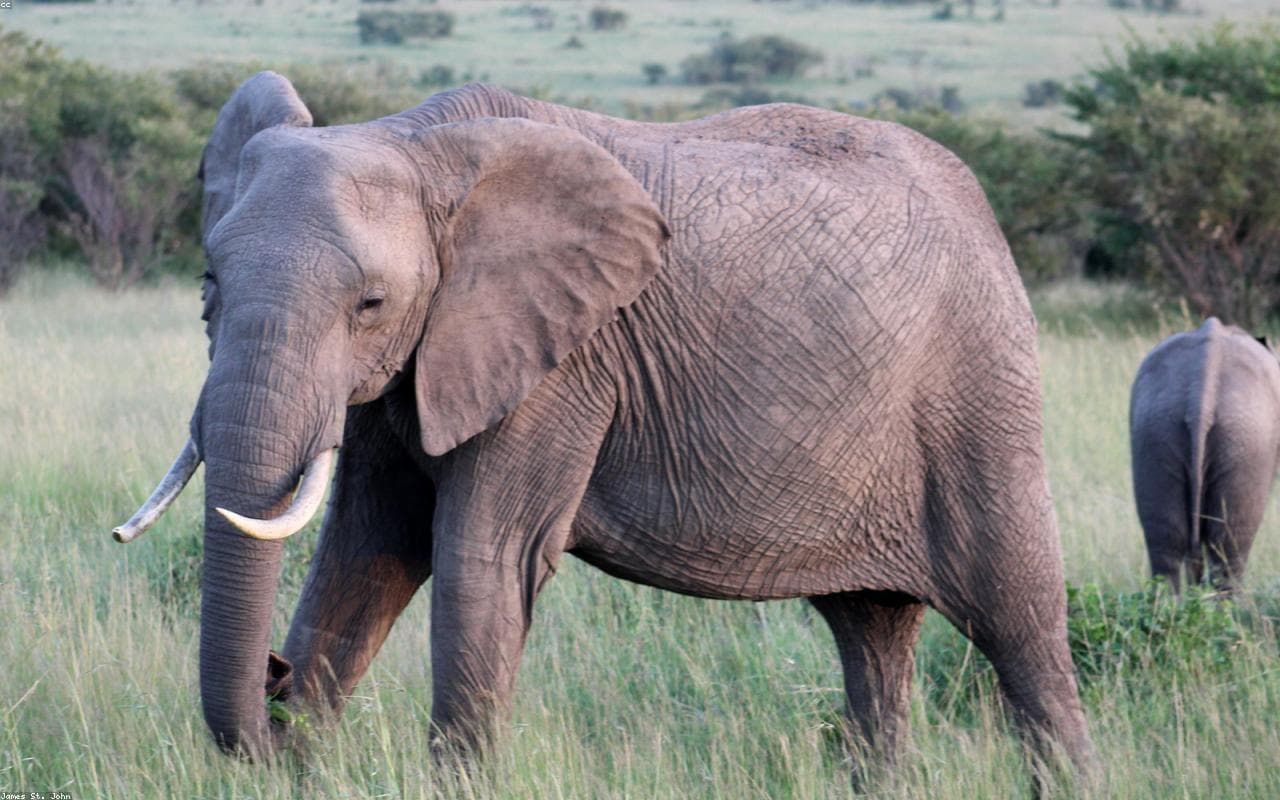 When to Visit the Maasai Mara: A Month-by-Month Guide